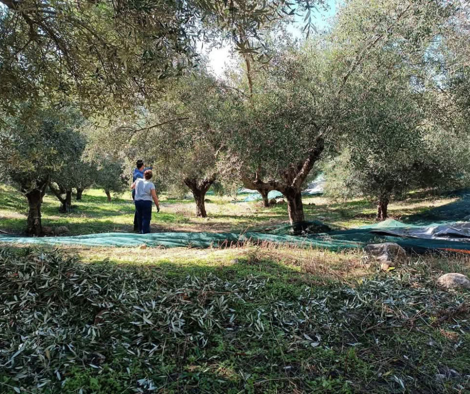 Από το Χθες στο Σήμερα: Η Ιστορία της Οικογένειας Θεοδωρόπουλου σε Κάθε Μπουκάλι